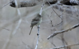 Pileated Flycatcher