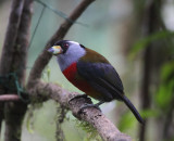 Toucan Barbet