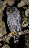 The San Isidro Mystery Owl