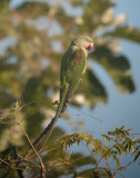 Alexandrine Parakeet