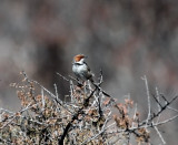 Rufous-eared Warbler