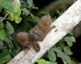 Pygmy Marmosets (Ecuador)