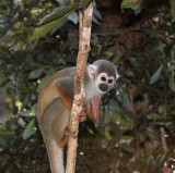 Common Squirrel Monkey (Ecuador)