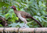 Rufous-headed-Chachalaca