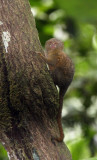 Pygmy Marmoset (Ecuador)