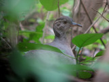 Pale-browed Tinamou