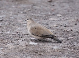 Black-winged Ground-Dove