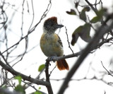 Collared Antshrike (female)