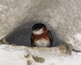 Chestnut-collared Swallow