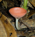 Mystery Fungus sp. (Ecuador)