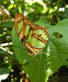 Malachite Butterfly (Ecuador)