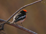 Red-capped Robin