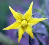 Tomato Flower