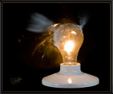 Bright Idea