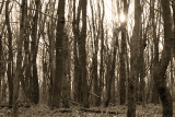 Laurel Highlands Trail - Nov. 2009