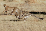 CheetahDuo.jpg