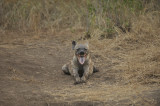 Hyena Pup 2