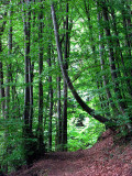 Forêt du Salève