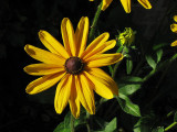 chrysanthème jaune