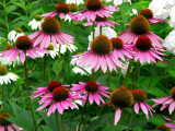 chrysanthmes mauves