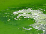 les algues bleues tableau abstrait