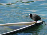 Foulque naufragée