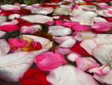 pétales de fleurs