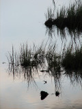 herbe sur le lac miroir.