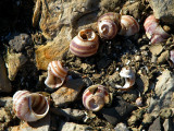 coquillages sur la grève