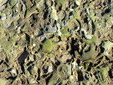 photo satellite