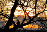 perch sur larbre, Parc Montmorency