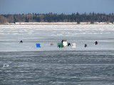 Pche blanche, Baie de Rimouski