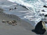 mammifères marins à Big Sur