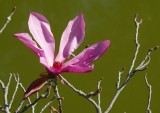 Fleur du jardin chinois- Huntington garden