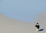 le chien à la balle de tennis