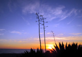 Sunset parfait