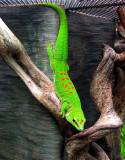 gecko ou lézard