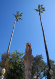 deux palmiers plutôt haut