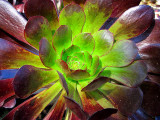 coeur de cactée
