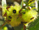 Labeille sur les fleurs