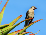 l'oiseau local squattant les cactus