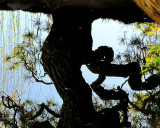 reflet d'un arbre tordu