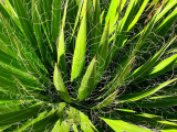 plante serpentin