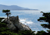 Le lonely Cypress du 17 miles drive