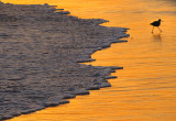 silhouette aviaire sur la plage