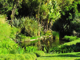 tropical garden