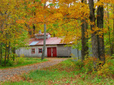 cabane à sucre en automne
