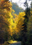 L'orée des bois