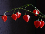 petite clochettes rouges