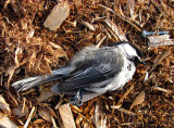 c'était une mésange